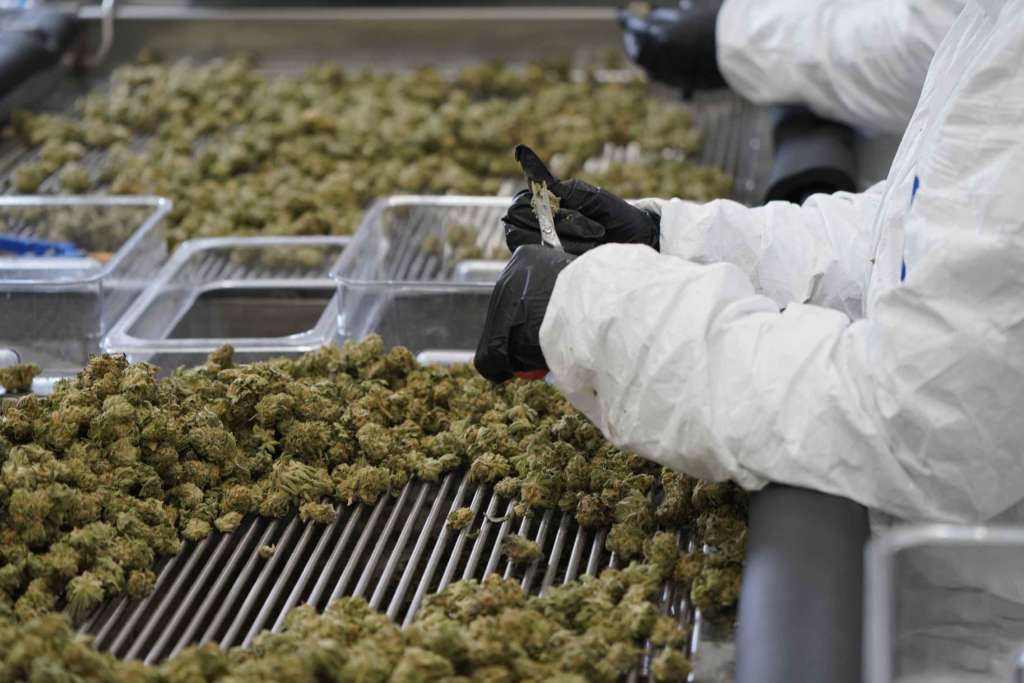 hand trimming